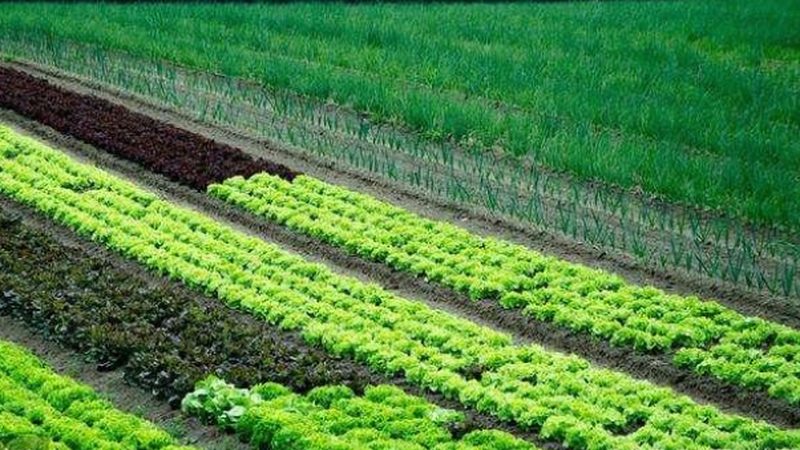 绿色食品加盟企业需具备以下资质：