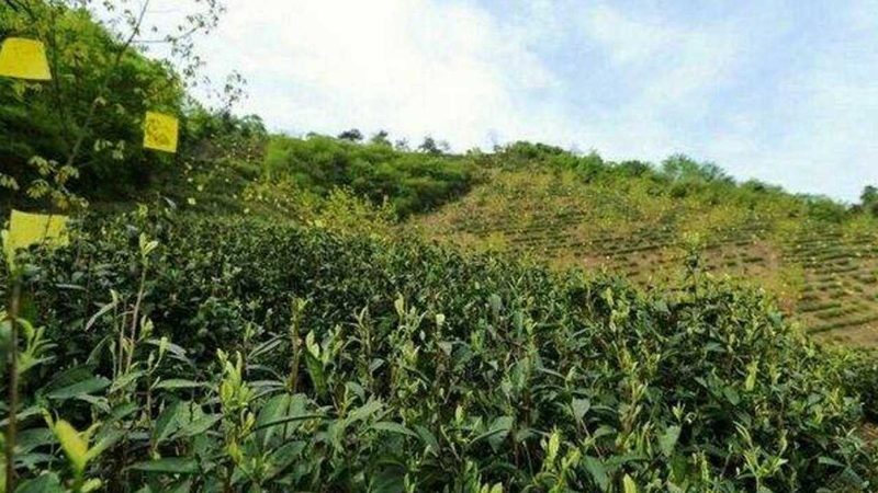 农民专业合作社验资之谜：揭秘流程与要点