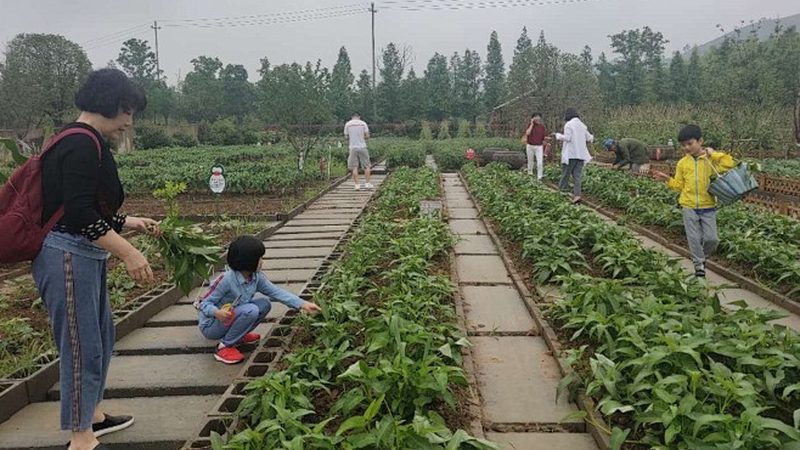 生态农业种植项目：构建可持续的绿色未来