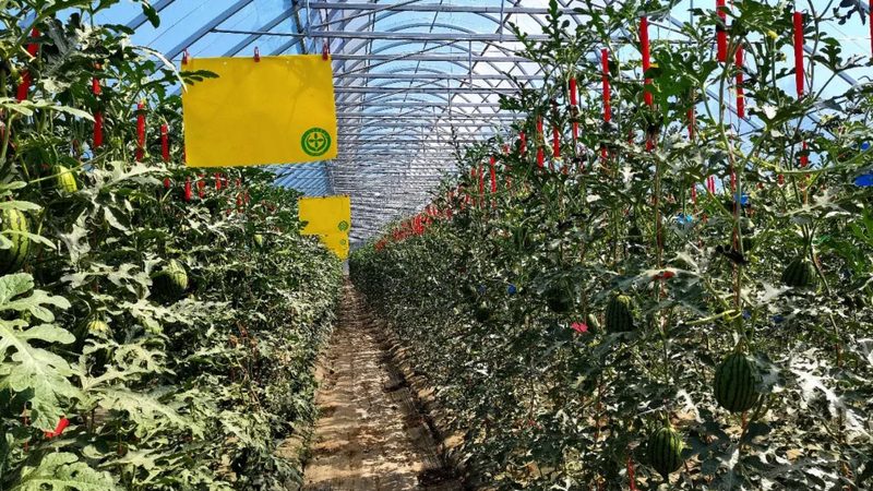 大棚蔬菜种植，如何实现高效管理与技术提升？**