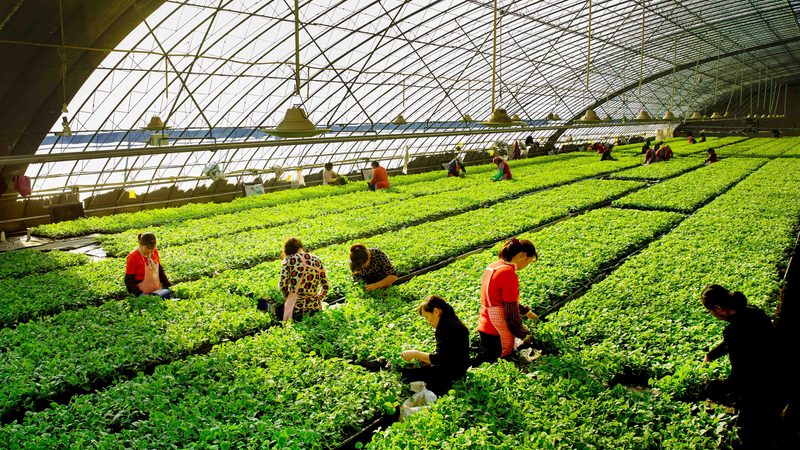 现代农业产业链构建的关键环节解析