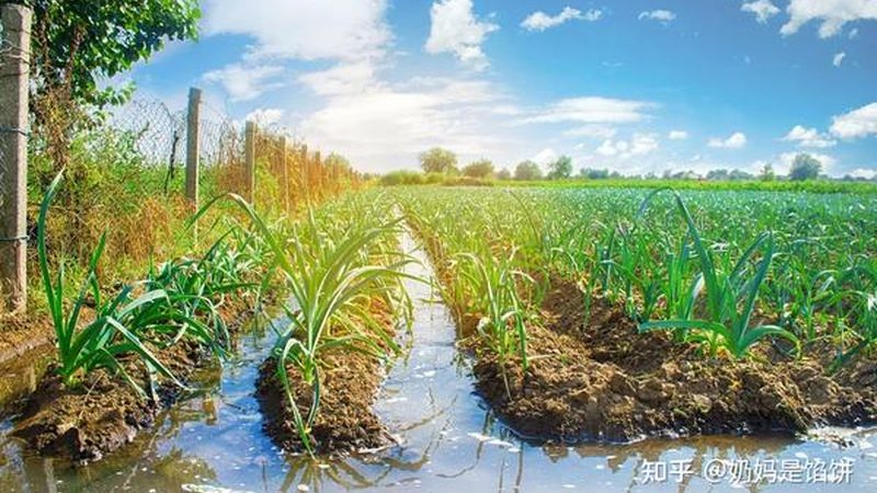 有机蔬菜配送上门，如何选择合适的规格参数？**